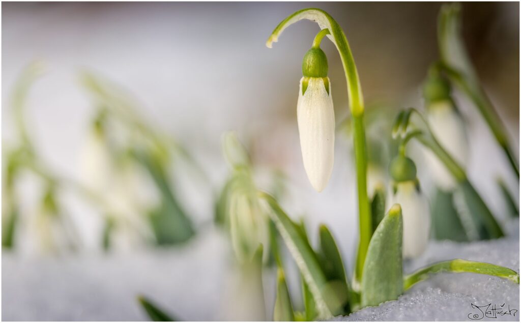 Schneeglöcken im Schnee.