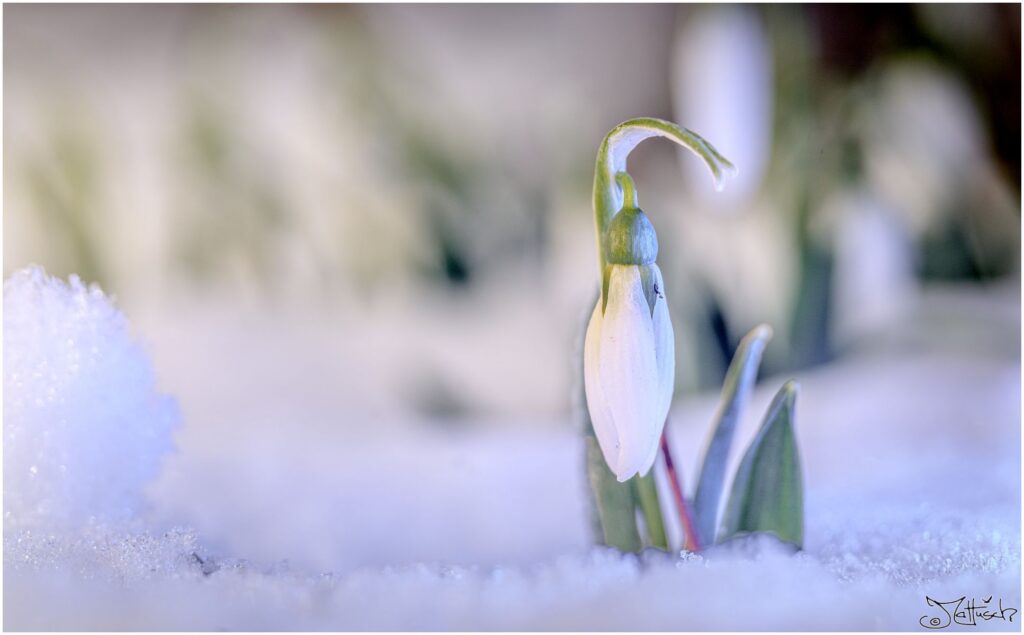 Schneeglöcken im Schnee blau beleuchtet.