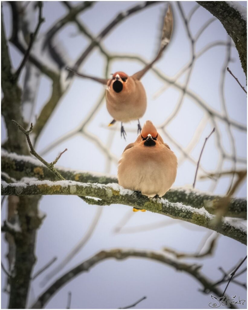 Zwei Seidenschwänze. Ein Vogel sitzt auf einem verschneiten Ast, während der andere dahinter anfliegt