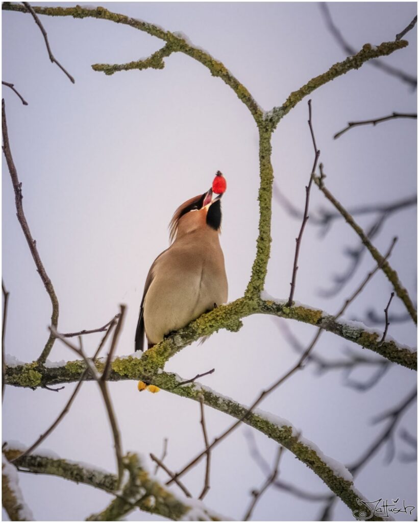 Seidenschwanz sitzt auf einem Ast und hat eine Hagebutte im Schnabel