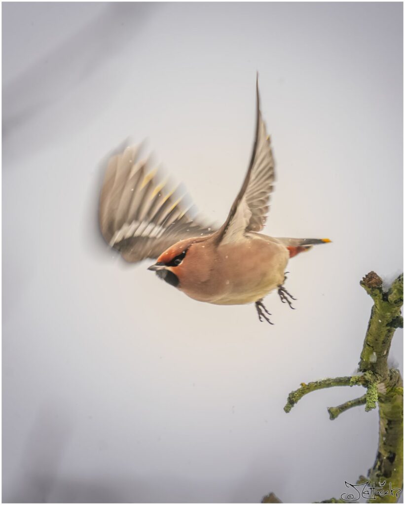 Ein Seidenschwanz fliegt von einem verschneiten Ast los