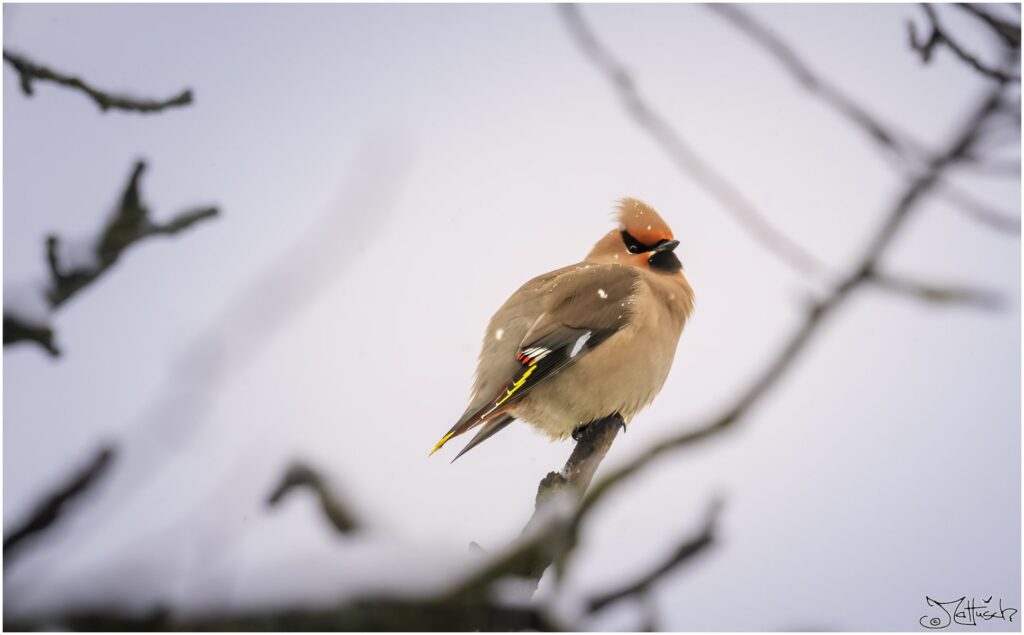 Ein Seidenschwanz sitzt aufgeplustert auf einem verschneiten Ast