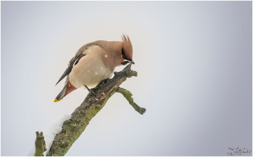 Ein Seidenschwanz auf einem verschneiten Ast