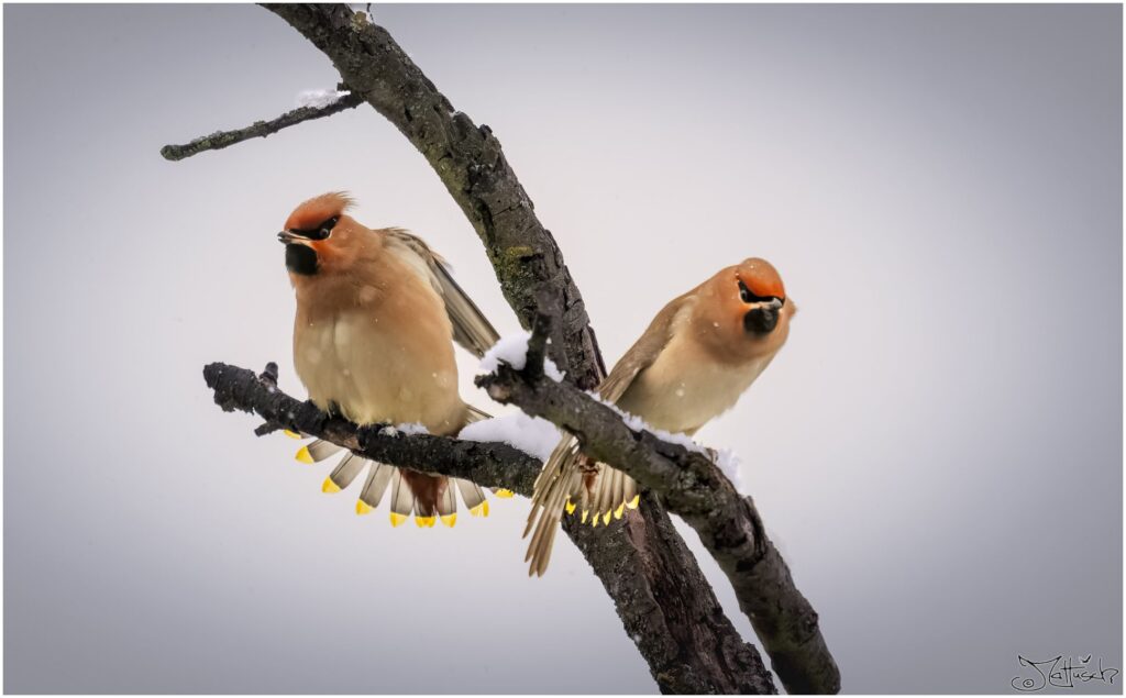 Zwei Seidenschwänze auf Ästen, die sich strecken