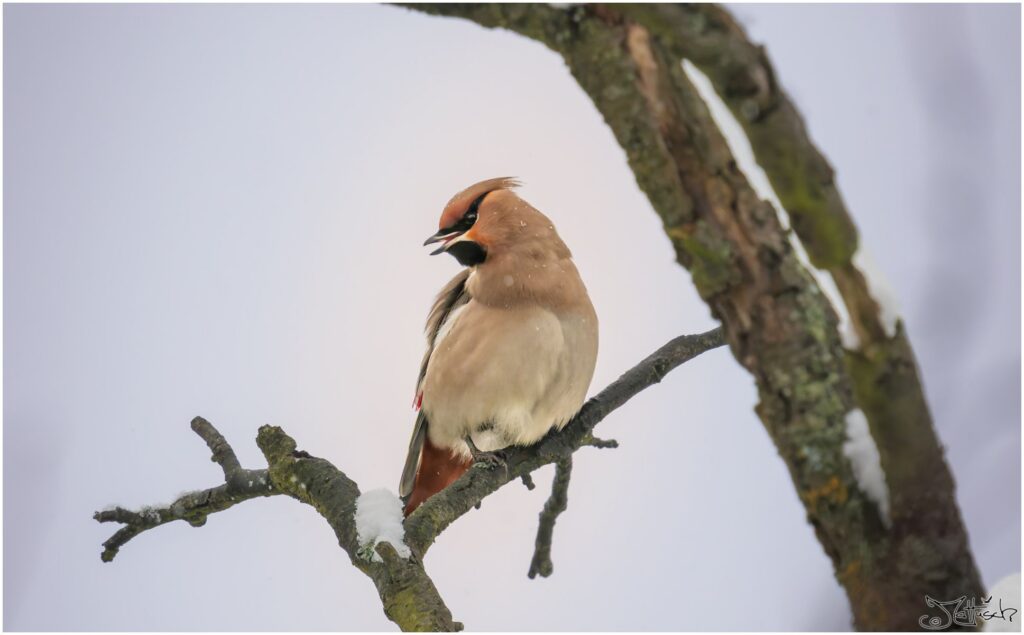 Ein Seidenschwanz auf einem verschneiten Ast