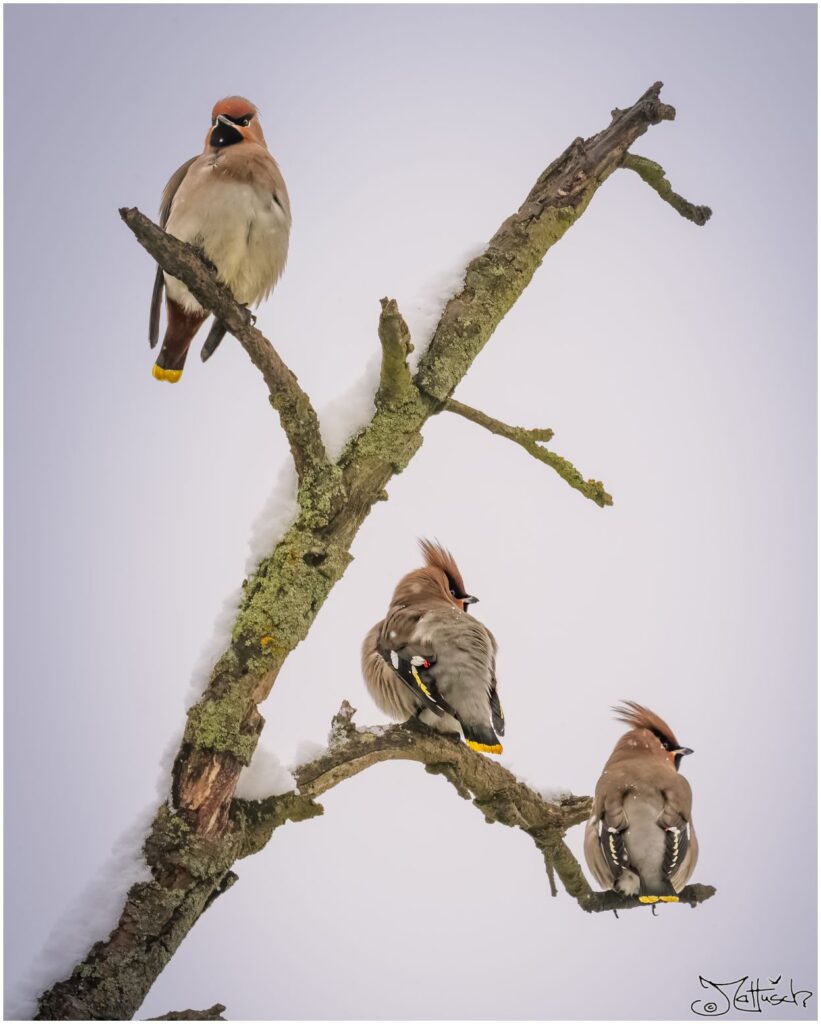 Drei Seidenschwänze sitzen auf einem verschneiten Ast