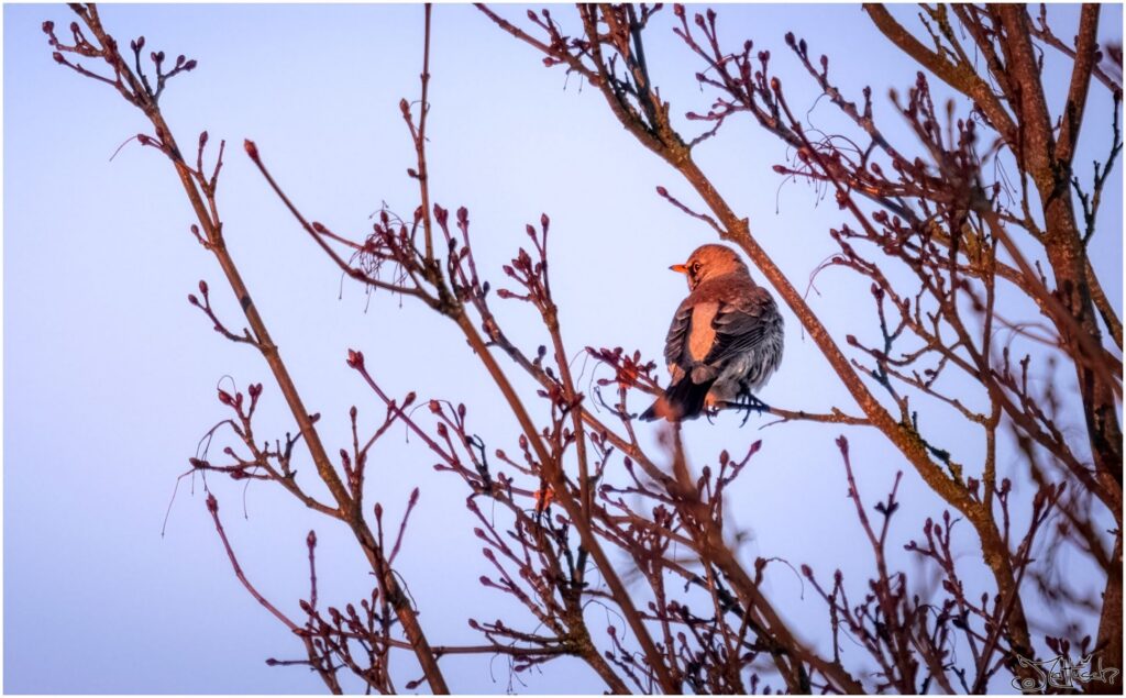 Wacholderdrossel sitzt in den ersten morgendlichen Sonnenstrahlen in einem Baum.