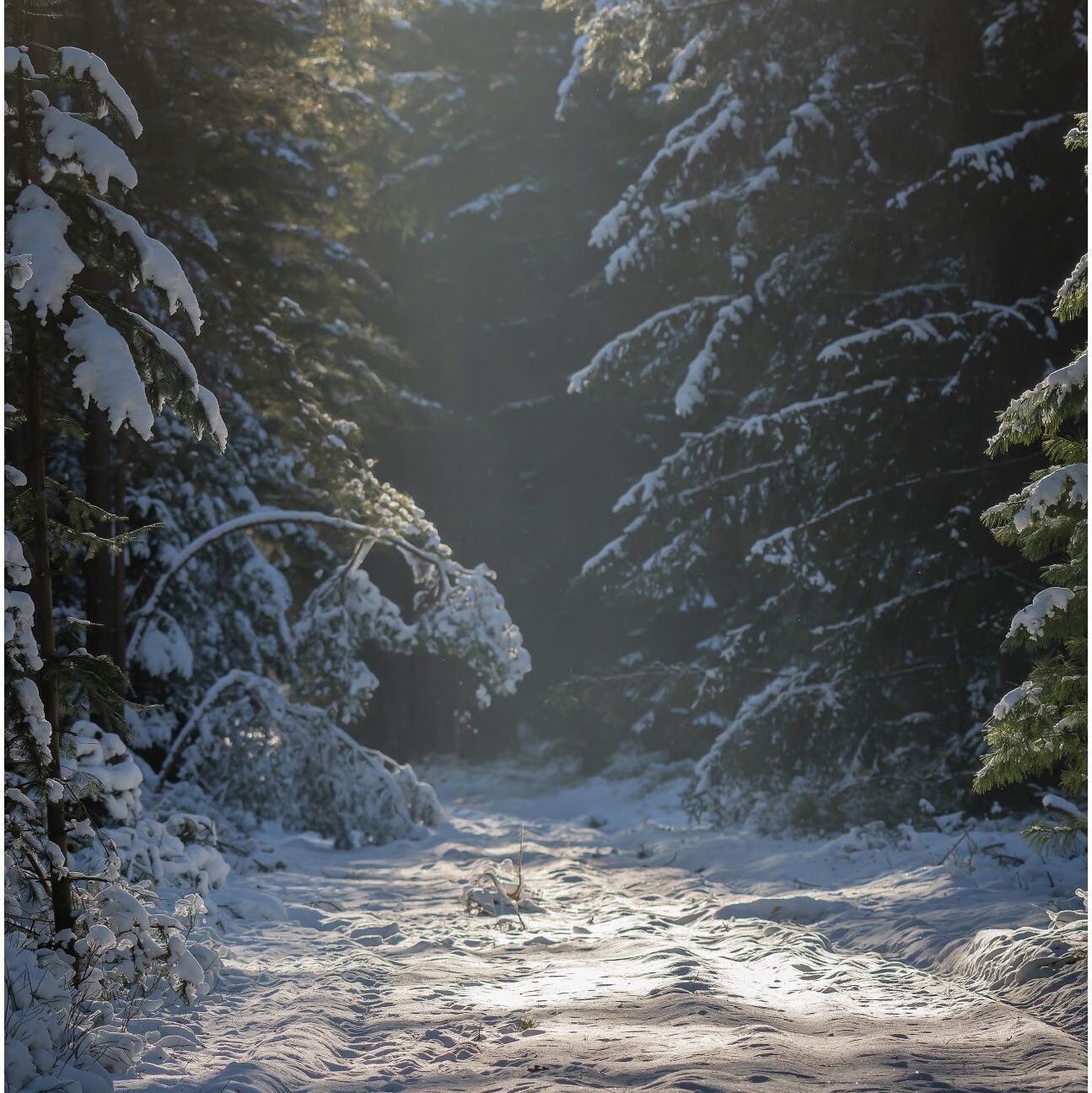 Ein verschneiter Waldweg, der scheinbar endet.