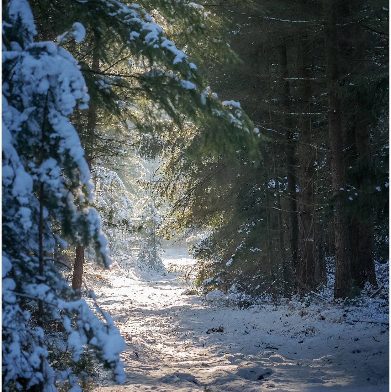 Blick von einem verschneiten Waldweg auf eine Lichtung