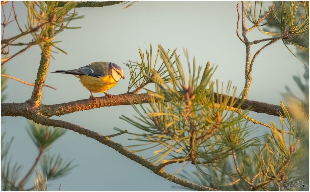 Eine Blaumeise auf einem Kiefernast.