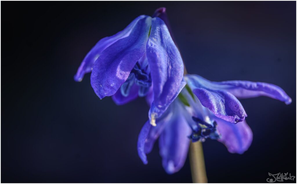 Blaustern vor blauschwarzem Hintergrund.