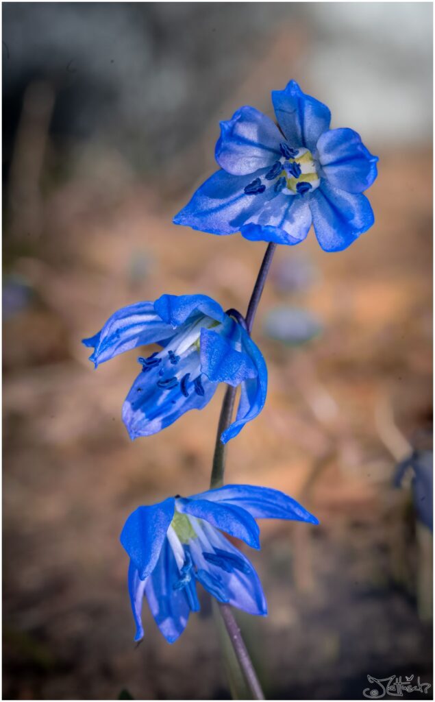 Drei Blausternblüten vor verschwommenem Hintergrund.