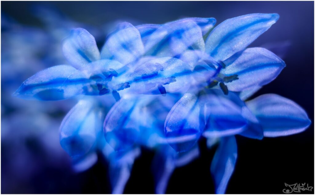 Mehrfachbelichtung eines Blausterns.