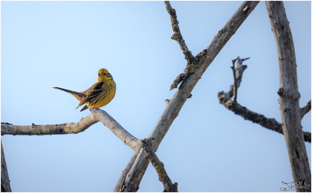 Eine Goldammer auf einem abgestorbenen Baum.
