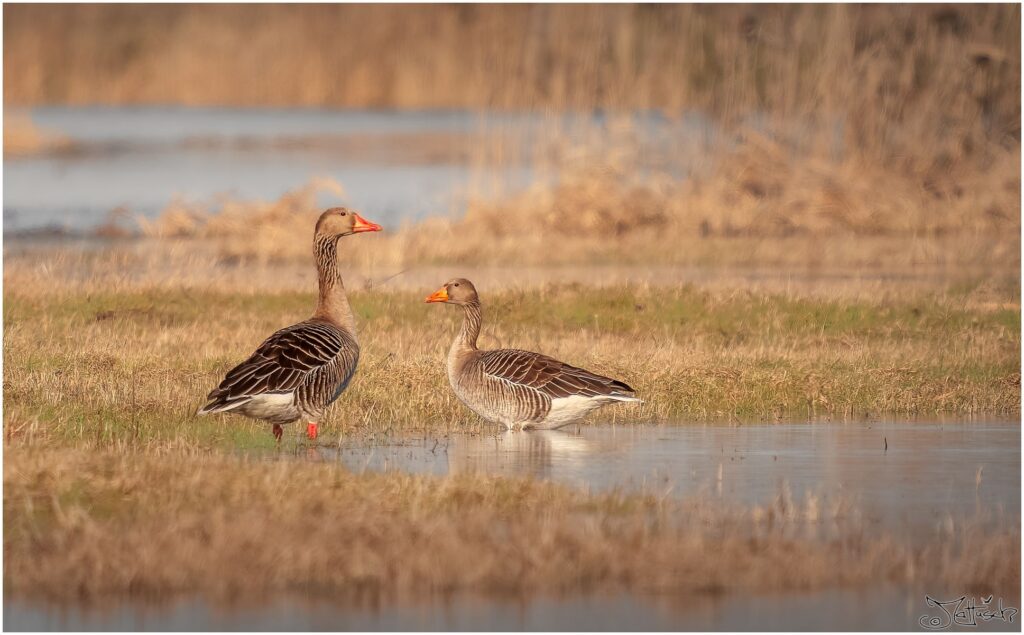 Zwei Graugänse auf einer Wiese mit Teichen.