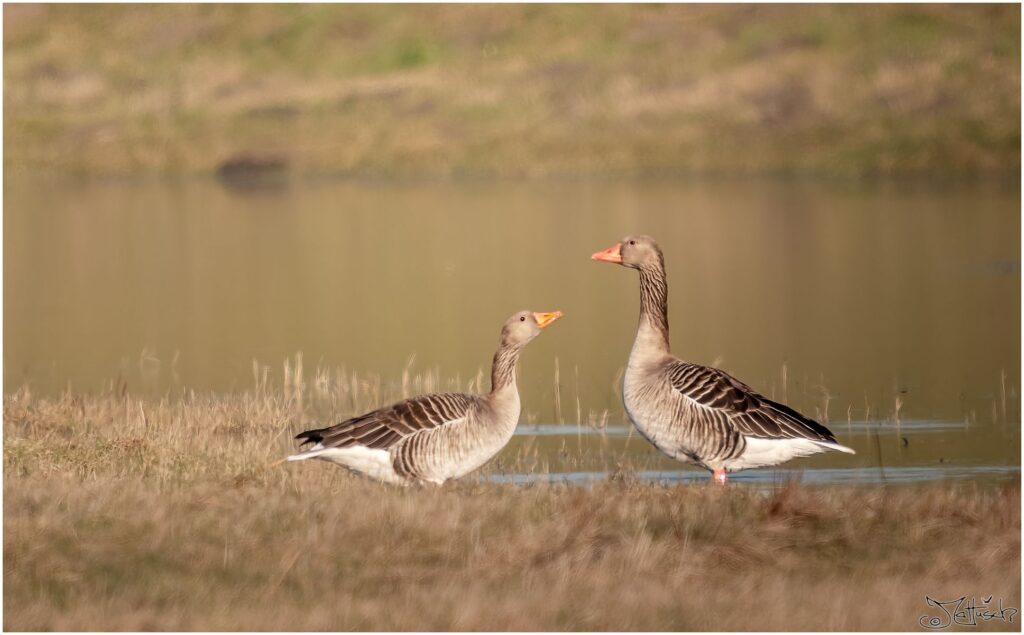 Zwei Graugänse am Rande eines Teichs.
