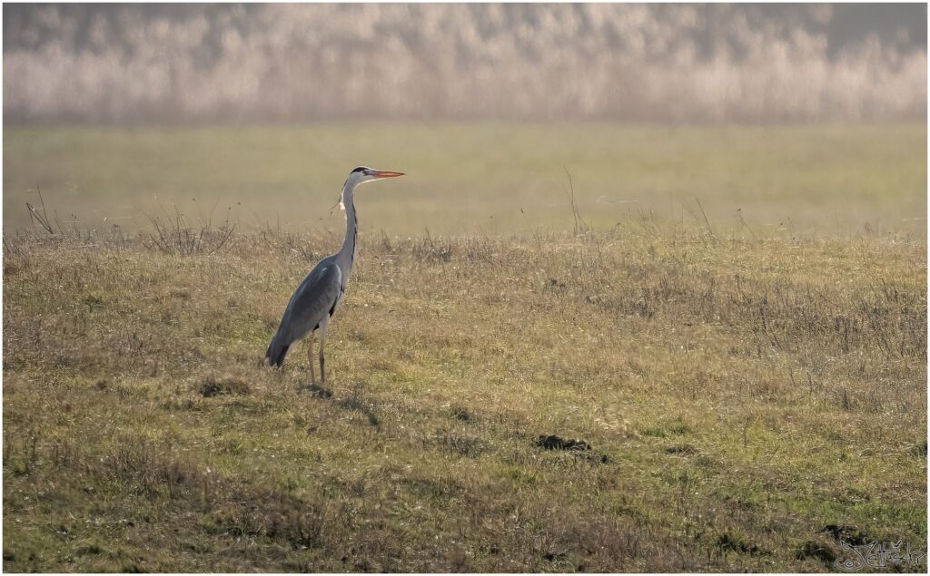 Ein Graureiher auf einer Wiese am Morgen.