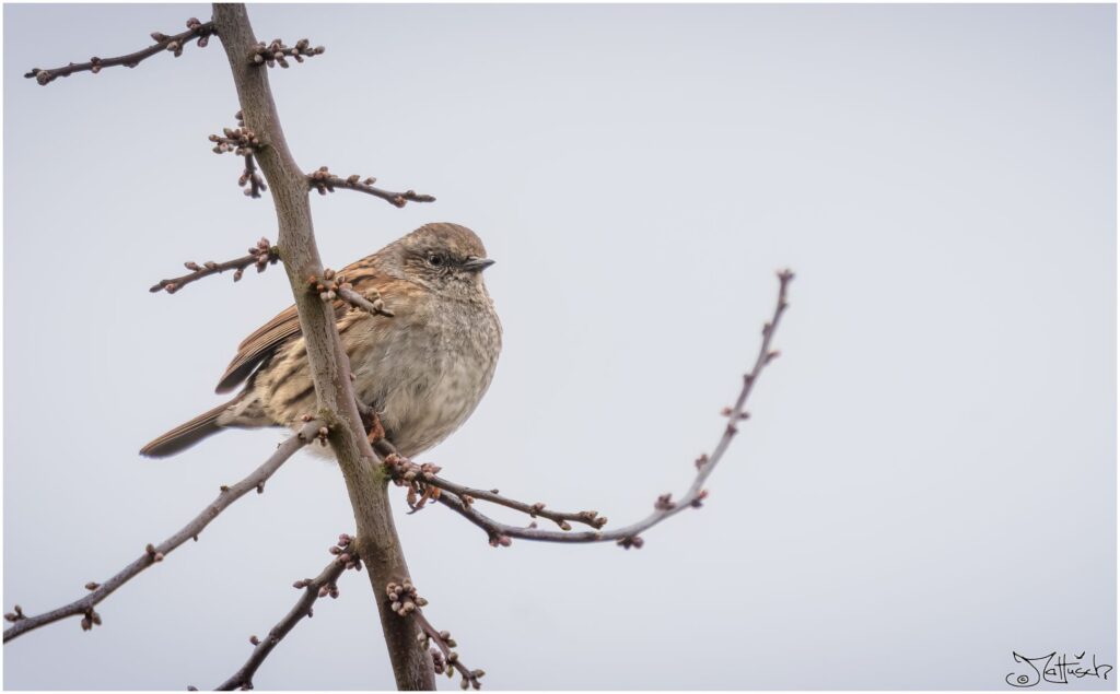 Eine Heckenbraunelle sitzt auf einem Ast.