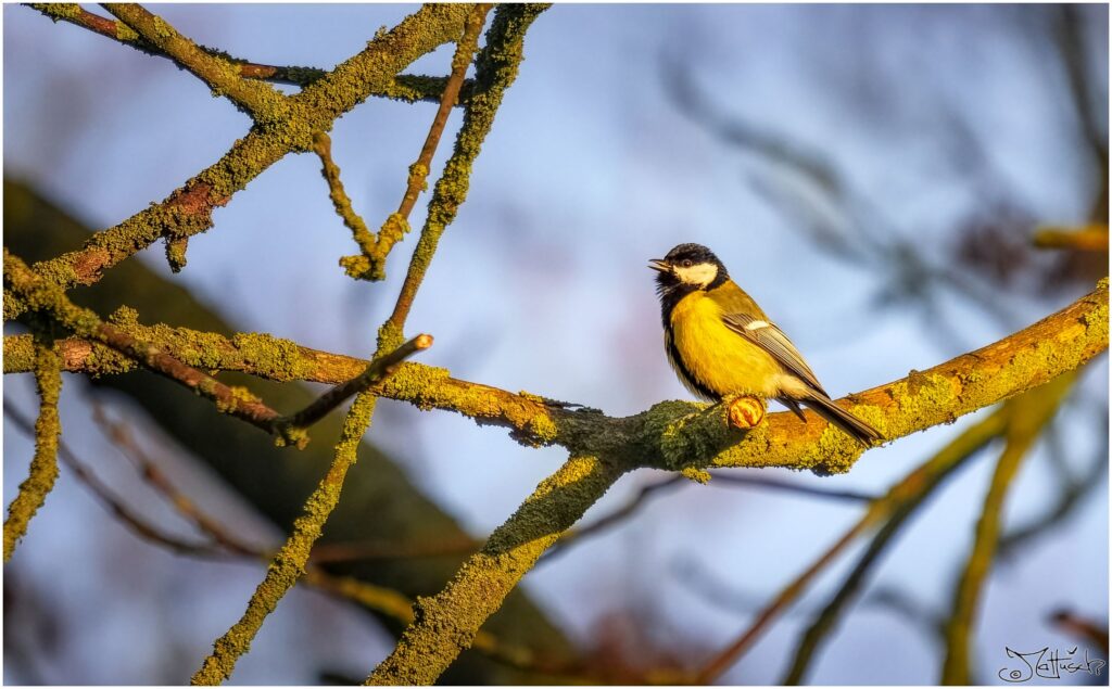 Eine Kohlmeise auf einem Ast einer Linde.