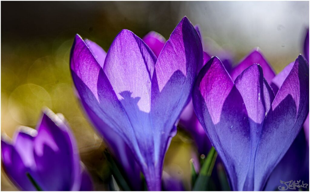 Violette Krokusse auf Wiese im Sonnenlicht.