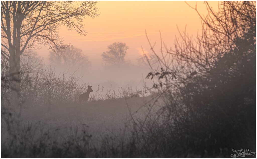 Reh schaut in den Sonnenaufgang.