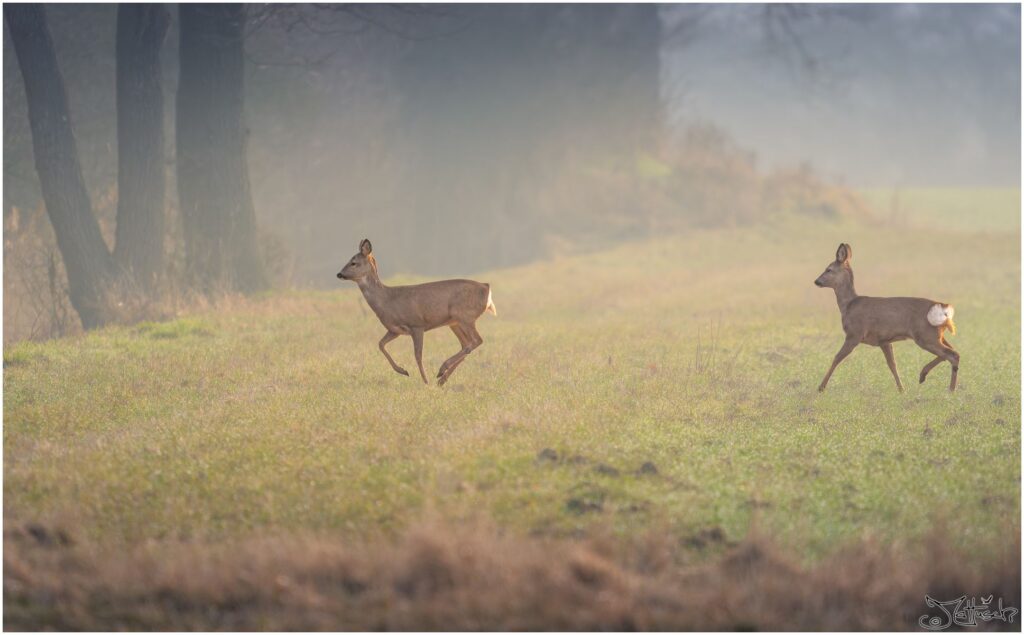 Zwei Rehe laufen über ein Feld.