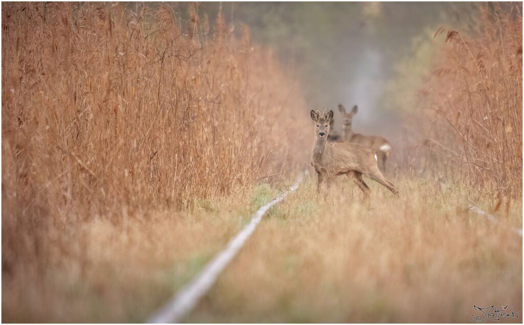 Mehrere Rehe stehen auf einem Gleis, umgeben von Schilf.
