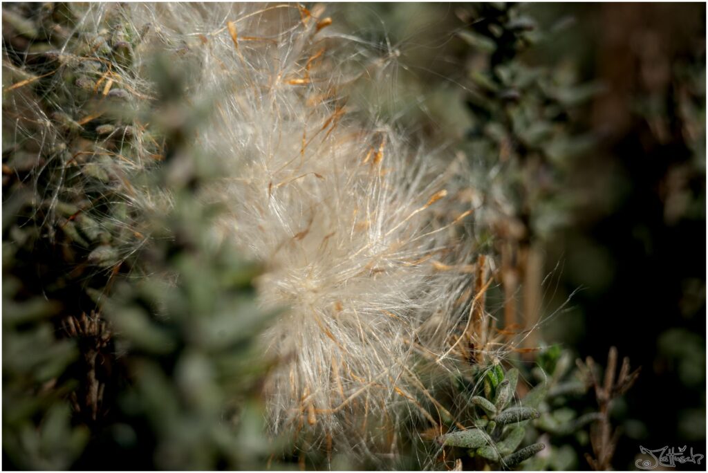 Samen von Rohrkolben auf Thymian im Sonnenlicht.