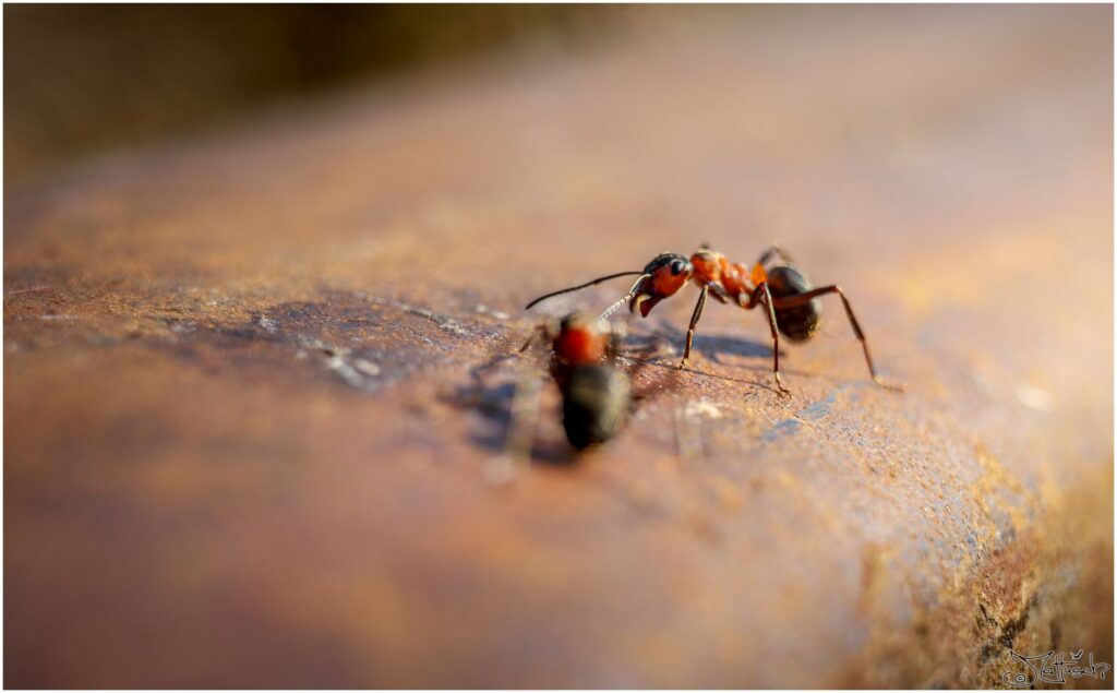 Zwei rote Waldameisen begegnen sich auf einem Eisenbahngleis.