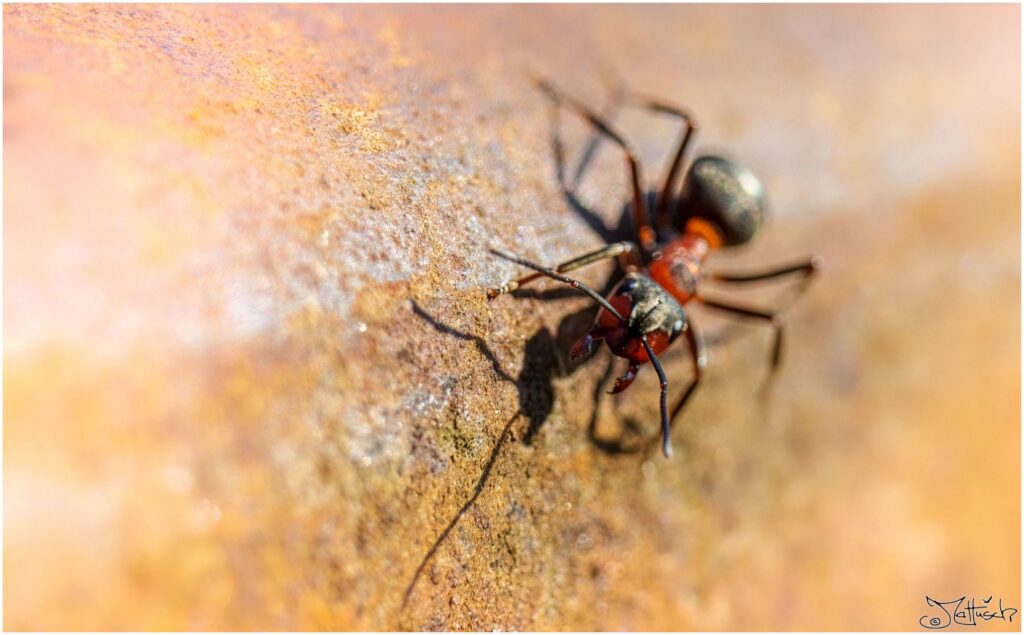 Eine rote Waldameise auf einem Eisenbahngleis.