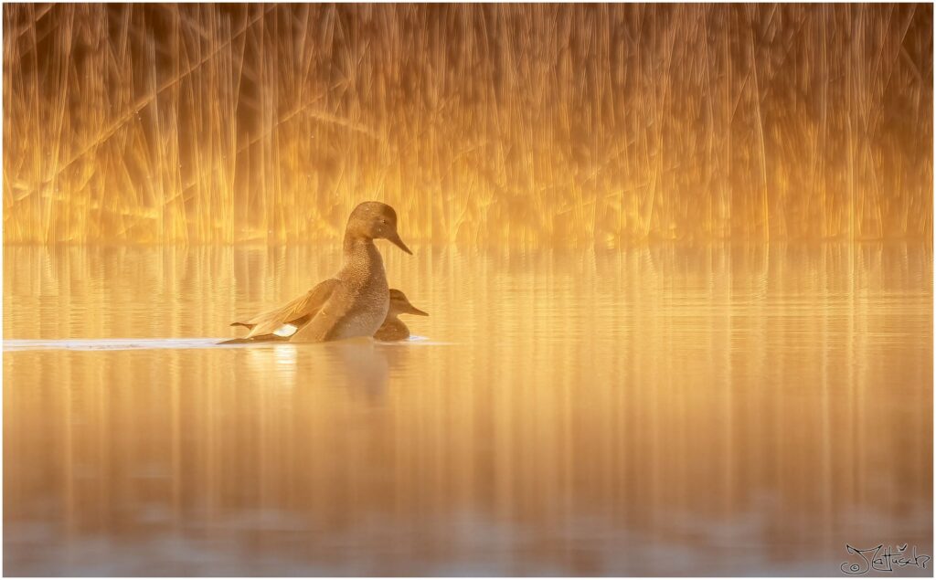 Zwei Schnatterenten auf einem Teich zur goldenen Stunde.