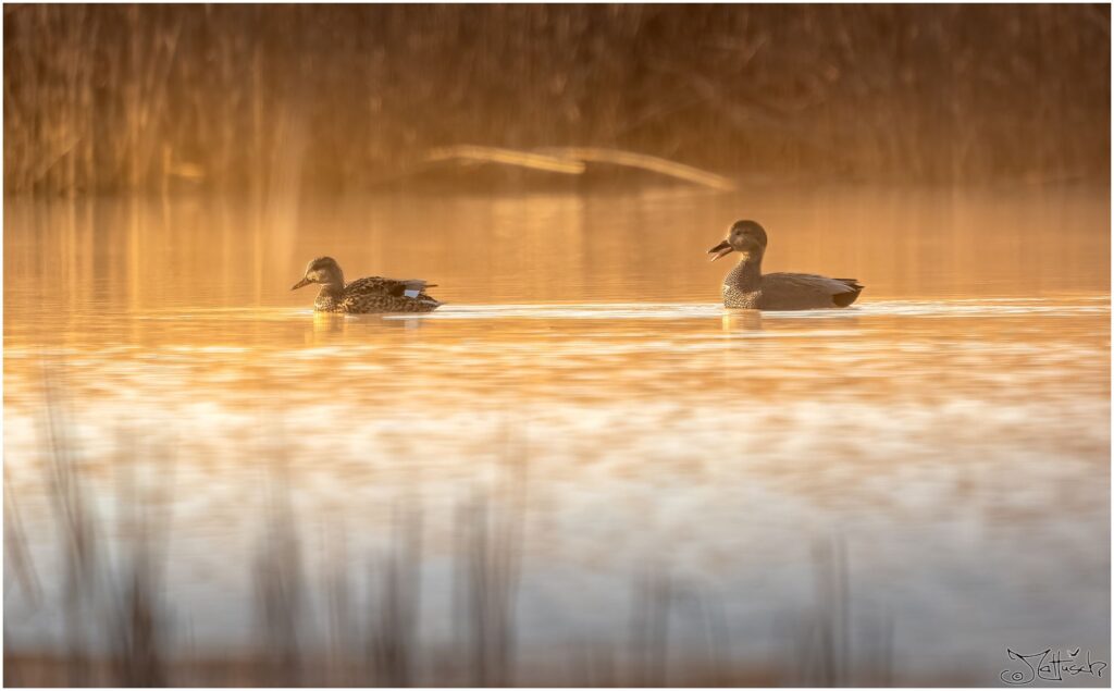Zwei Schnatterenten auf einem Teich zur goldenen Stunde.