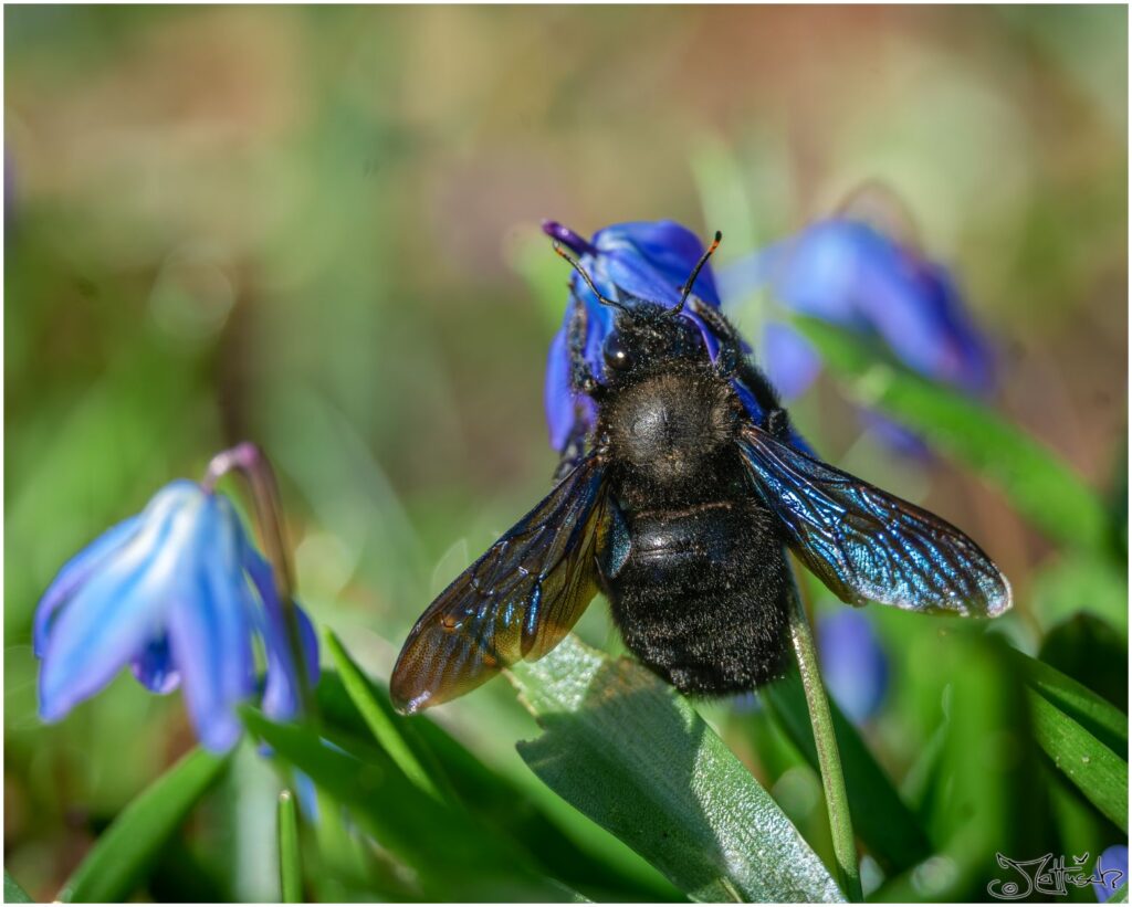 Eine schwarze Holzbiene auf einem Blaustern.