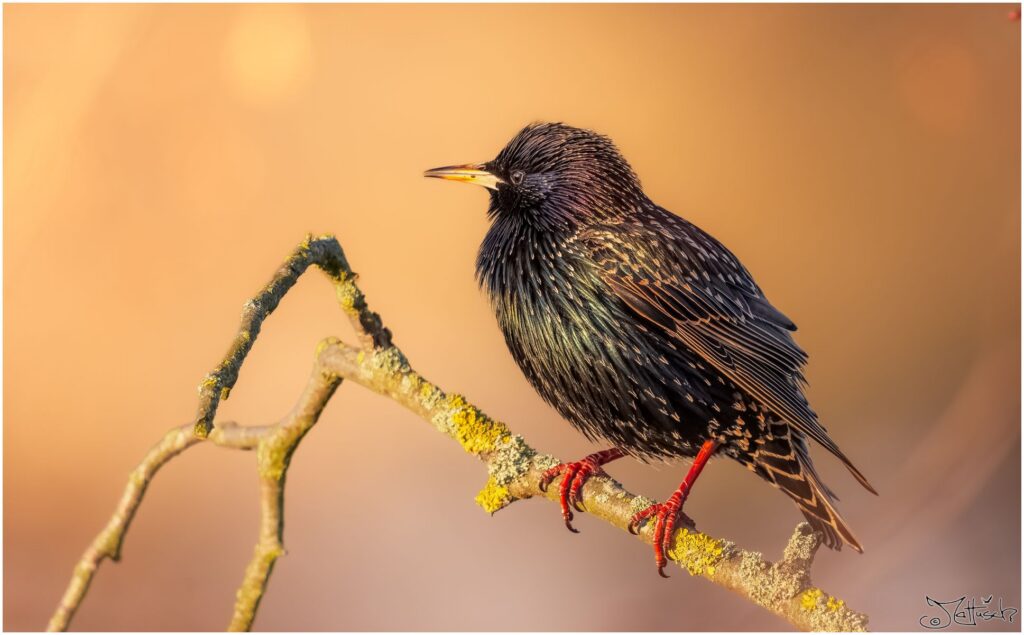 Ein Star auf einem Ast im Morgenlicht.