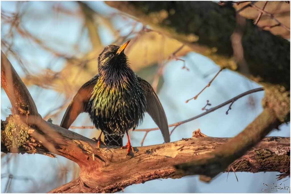 Ein Star singt auf einem Ast im Morgenlicht.