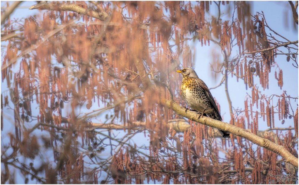 Eine Wacholderdrossel auf einem Ast einer Schwarzerle.