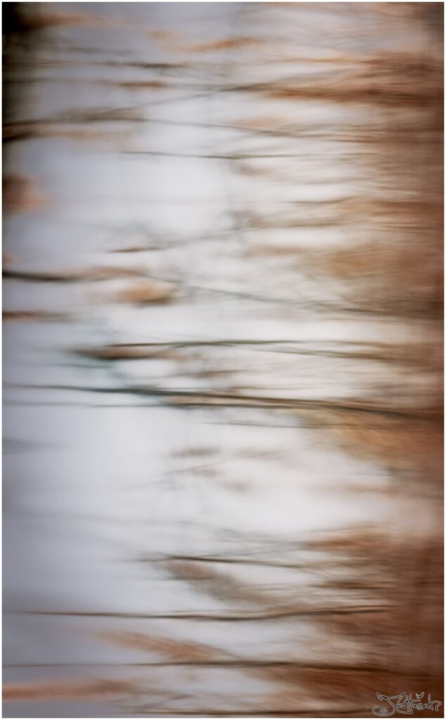 Schilf in einer Wasserspiegelung.