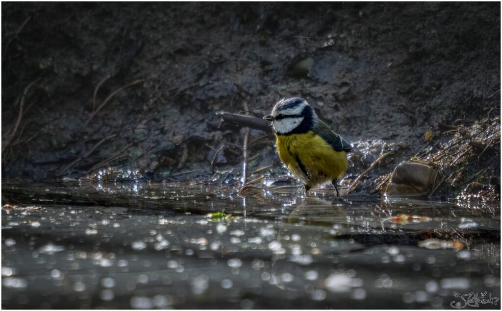 Eine Blaumeise steht am Ufer eines Waldteichs.