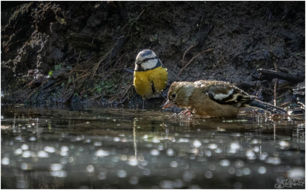 Ein Buchfink badet in einem Waldteich, während sich eine Blaumeise am Ufer nähert.