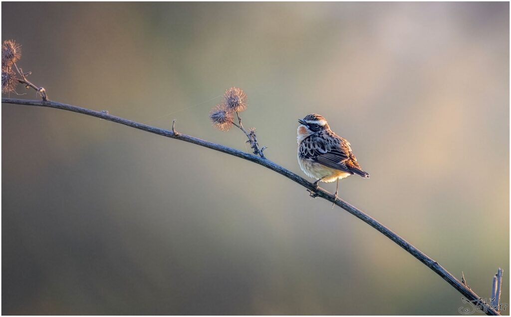 Ein Braunkehlchen sitzt auf einem Ast am Morgen.