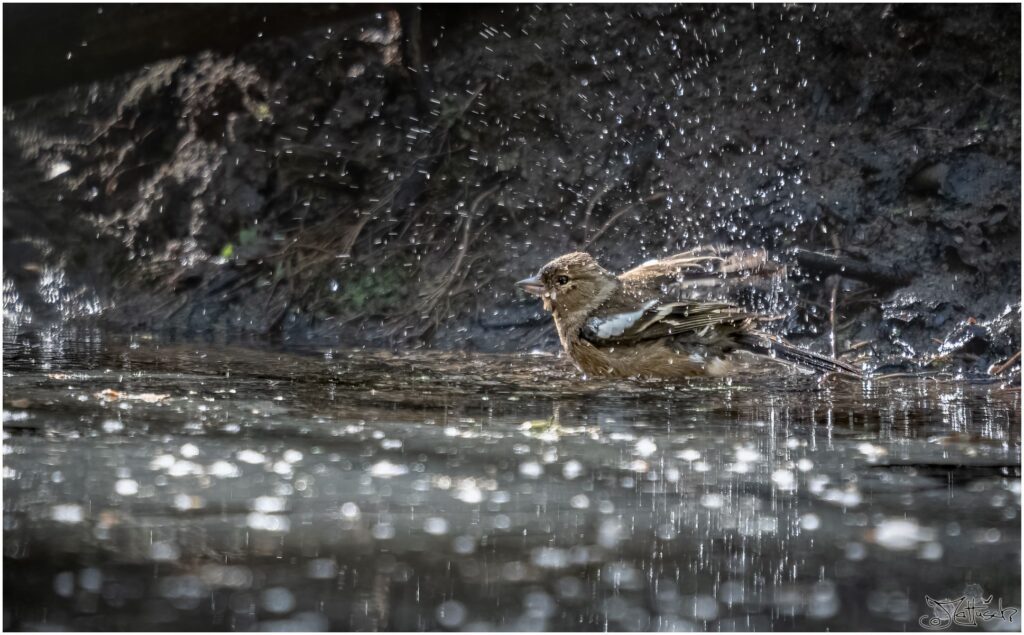Ein Buchfink badet in einem Waldteich am Morgen.