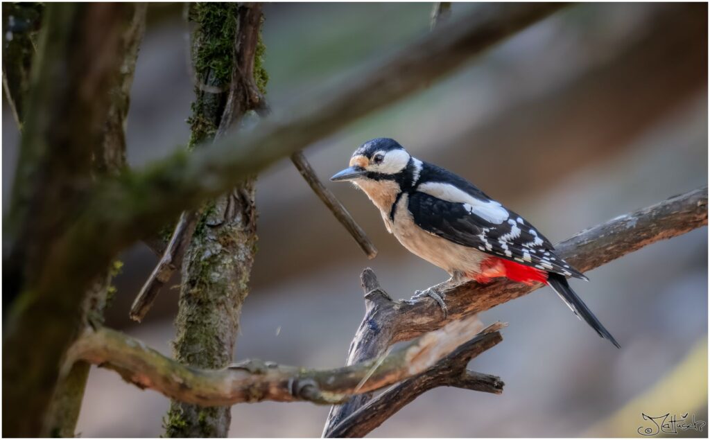 Ein Buntspecht sitzt auf einem Ast im Wald in der Morgensonne.