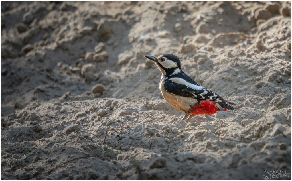 Ein Buntspecht nimmt ein Sandbad am Morgen an einem Waldteich.