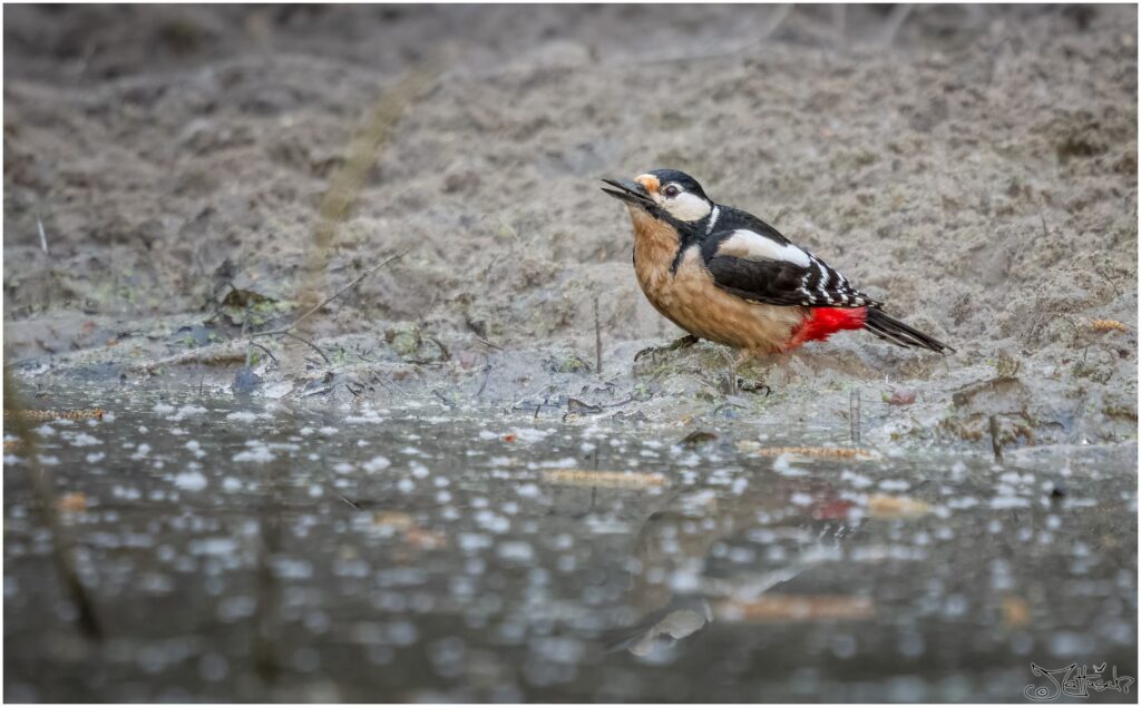 Ein Buntspecht sitzt am Ufer eines Waldteichs und trinkt.