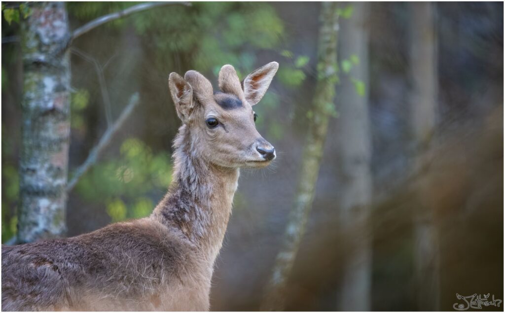 Damwildspießer im Wald am Morgen. Portrait.