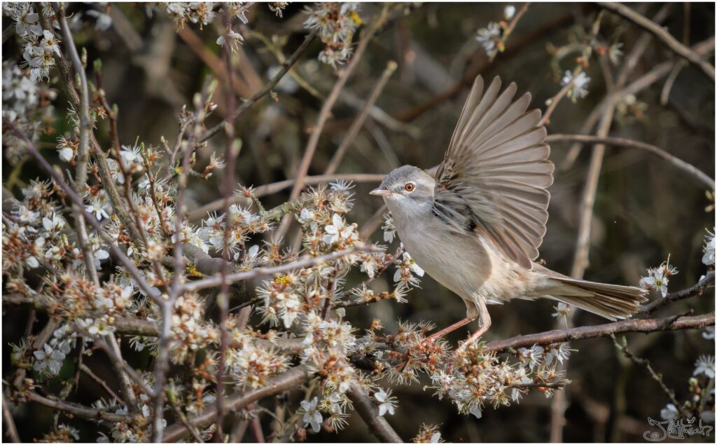 Eine Dorngrasmücke fliegt in einer blühenden Hecke von einem Ast los.