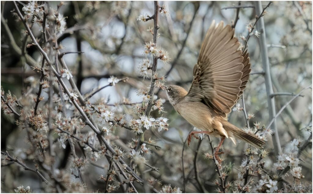 Eine weibliche Dorngrasmücke fliegt in einer blühenden Hecke von Blüte zu Blüte.