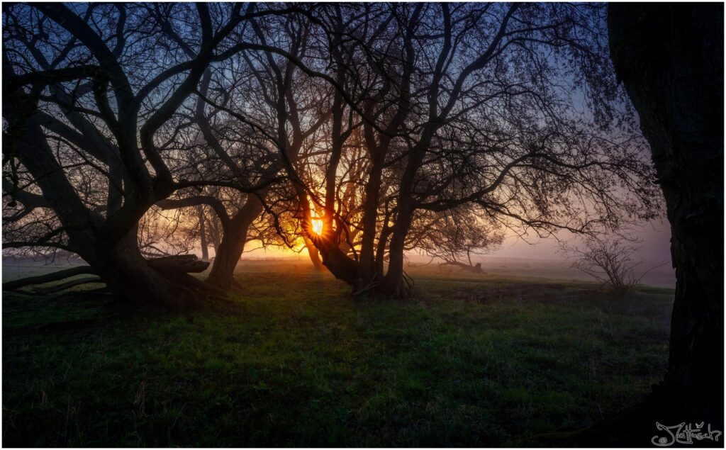 Elbwiesen mit altem Baumbestand bei Sonnenaufgang.