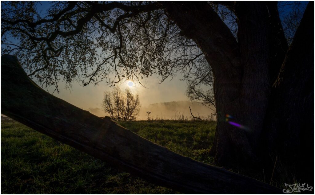 Elbwiesen mit altem Baumbestand bei Sonnenaufgang.