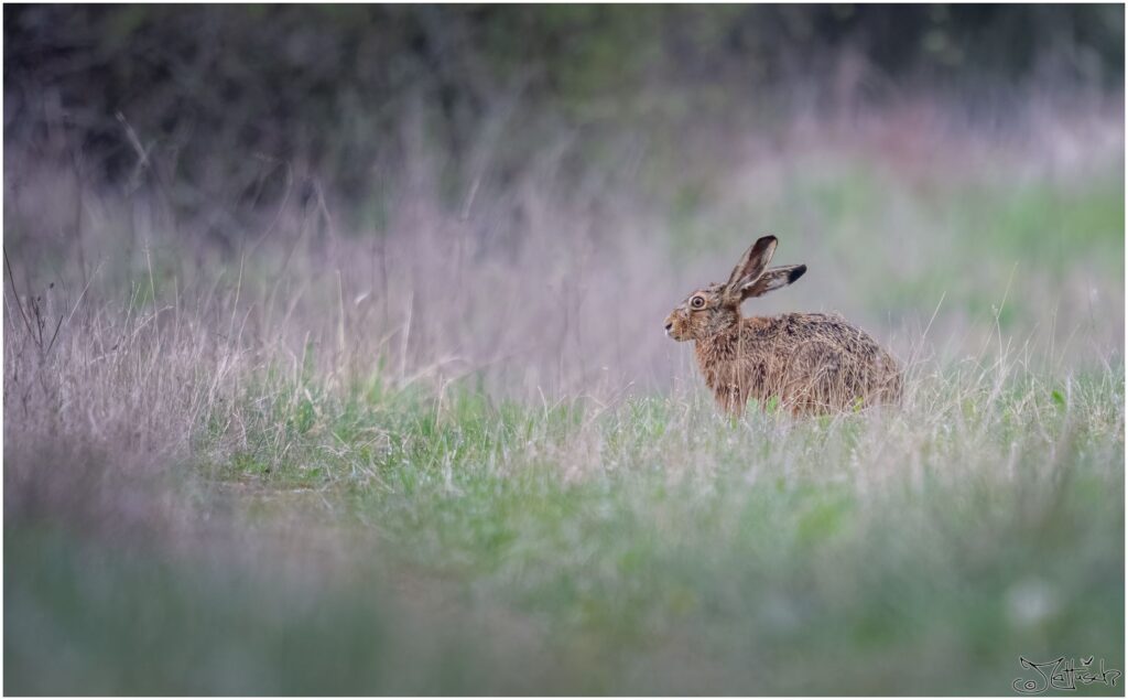 Ein Feldhase sitzt im Morgengrauen auf einer grünen Wiese.